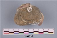 藏品(牡蠣)的圖片